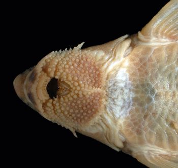Media type: image; Ichthyology 131521